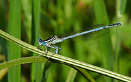 Blue Featherleg (Male, Platycnemis pennipes)